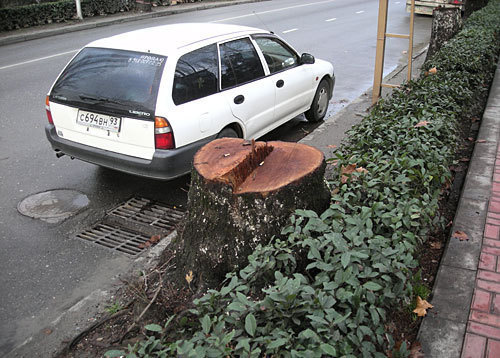 Sochi. Photo by the "Caucasian Knot"