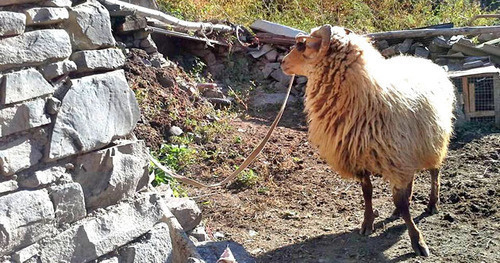 Sacrificial animal. Photo by Patimat Makhmudova for the 'Caucasian Knot'. 