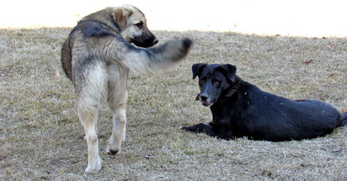 Stray dogs. Photo by Vyacheslav Yaschenko for the "Caucasian Knot"