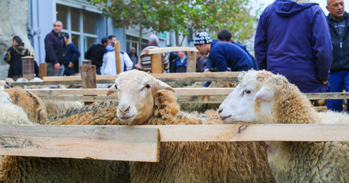 Sacrificial animals for Kurban Bayram holiday. Photo by Aziz Karimov for the Caucasian Knot.