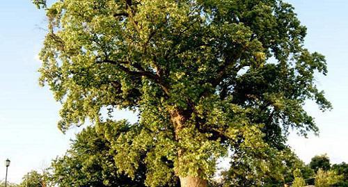 The Tulip Tree in the dwelling settlement of Golovinka, Lazarevsky District of Sochi. Photo from the website "Flora Zemli"