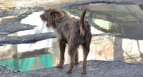 A stray dog. Photo by Vyacheslav Yaschenko for the "Caucasian Knot"