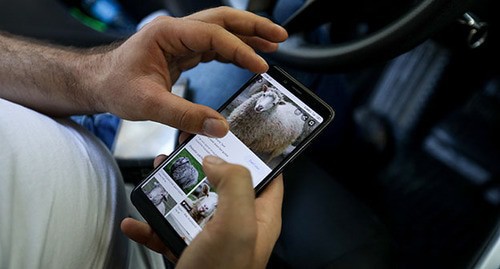 A resident of Baku choosing a sacrificial animal online. Baku, July 31, 2020. Photo by Aziz Karimov for the "Caucasian Knot"