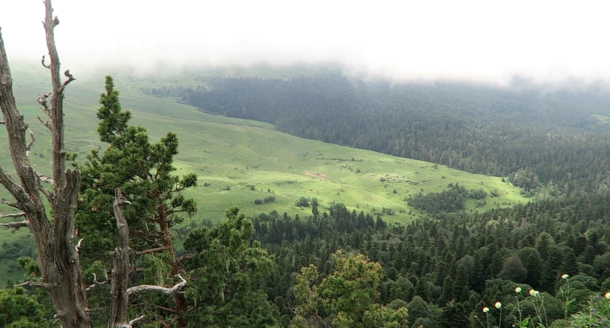 The Lagonaki Plateau. A still from a video by Sasha Kolpakov https://www.youtube.com/watch?v=3nB8lQHTBjc The Lagonaki Plateau. A still from a video by Sasha Kolpakov https://www.youtube.com/watch?v=3nB8lQHTBjc